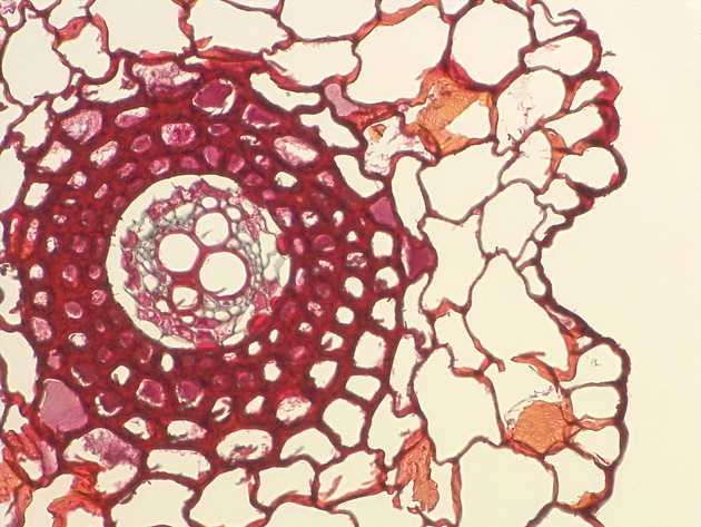 Fern Tissue Slides - Fern Tissue 01 200X